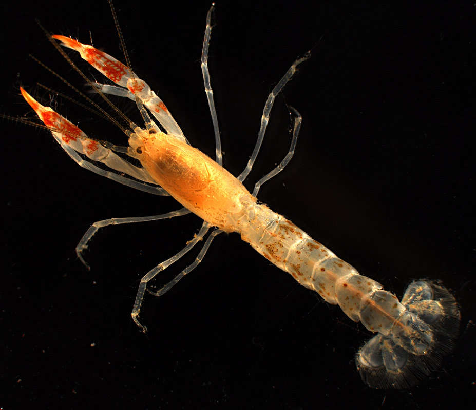 Image of ghost shrimps