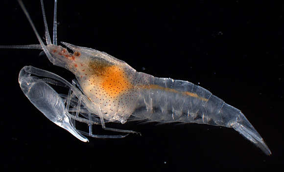 Image of Salmoneus tricristatus Banner 1959