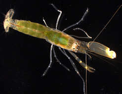 Image of smoothclaw snapping shrimp