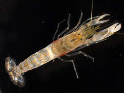 Image of <i>Alpheus djeddensis</i>