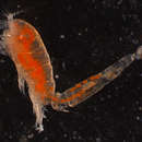 Image of Poecilostomatoida