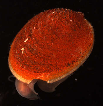 Image of Cycloneritimorpha