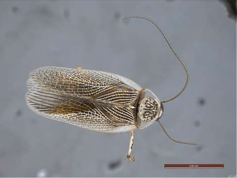 Sivun Blattoidea kuva