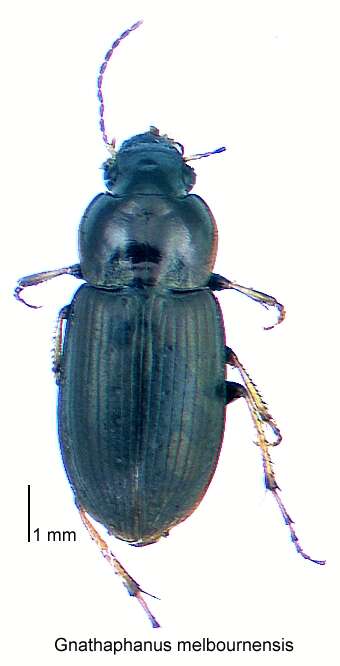 Image of Gnathaphanus melbournensis (Laporte 1867)