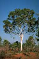 Image of Corymbia grandifolia (R. Br. ex Benth.) K. D. Hill & L. A. S. Johnson