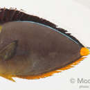 Image of Barcheek Unicornfish