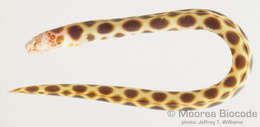 Image of Ophichthinae