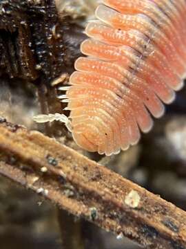 صورة Brachycybe rosea Murray 1877