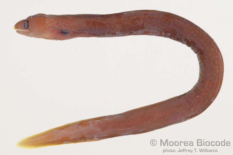 Image of Muraeninae