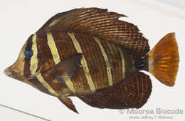 Слика од Acanthuroidei