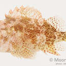 Image of Dark-spotted scorpionfish