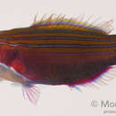 Image of Four-lined wrasse