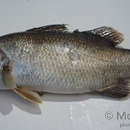 Image of Asian seabass