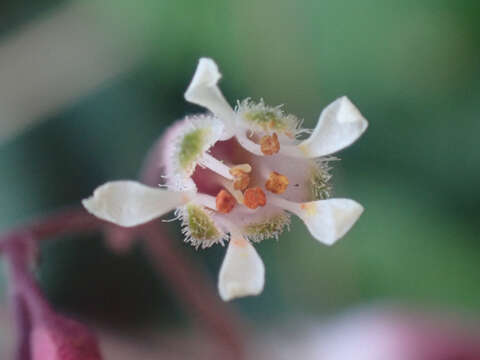 Image of Laguna Mountain alumroot