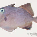 Image of Black triggerfish