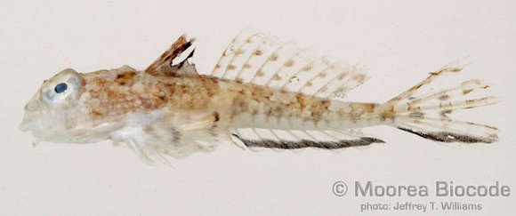 Image of Peters’s dragonet