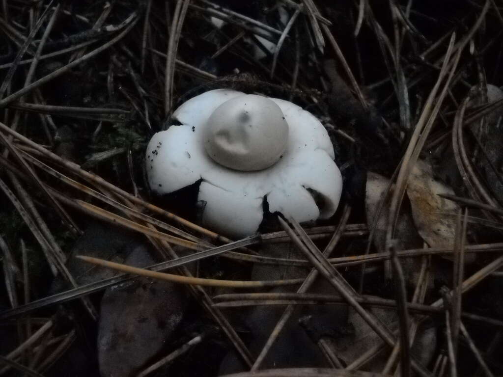 Image of Geastrum