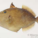 Image of Bridle Triggerfish