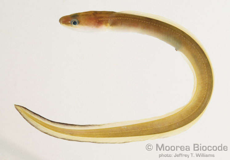 conger eel