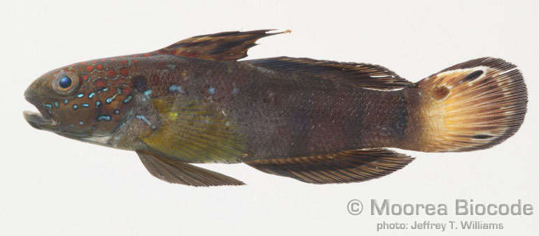 Image of Gobiinae