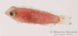 Image of Eupercaria