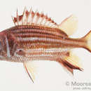 Image of Blackblotch squirrelfish