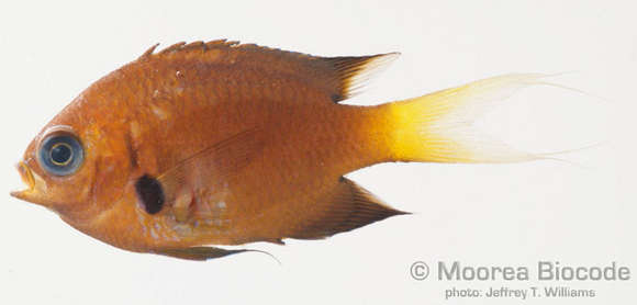 Chromis agilis Smith 1960的圖片