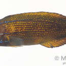 Image of Labropsis polynesica Randall 1981
