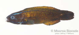 Labropsis polynesica Randall 1981 resmi