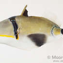 Image of Halfmoon picassofish