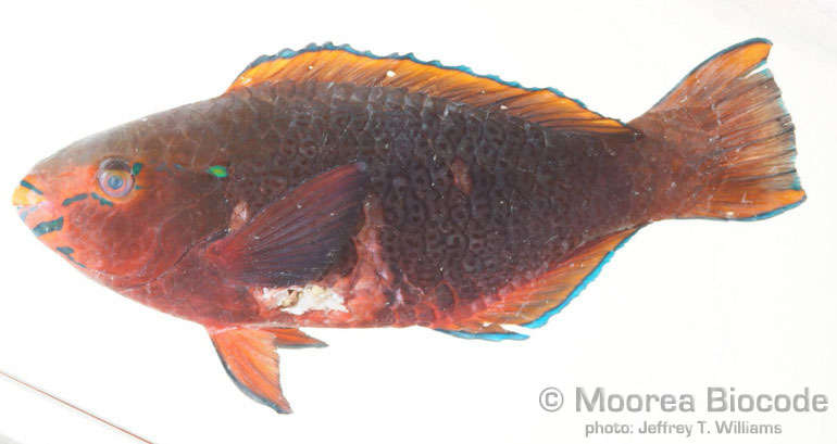 Image of Scarinae