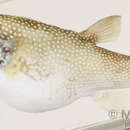 Image of Broadbarred Toadfish