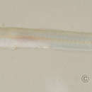 Image of Orange-line worm goby