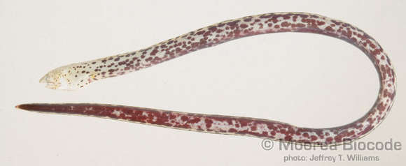 Image of Ophichthinae