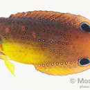 Image of Twister Wrasse