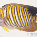 Image of Angelfish