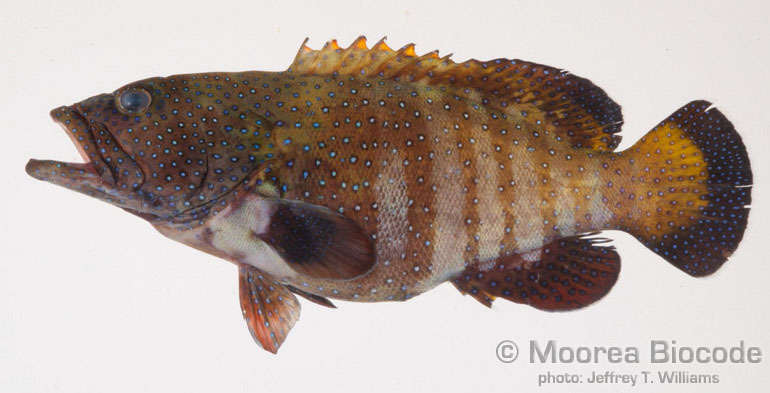Image of grouper