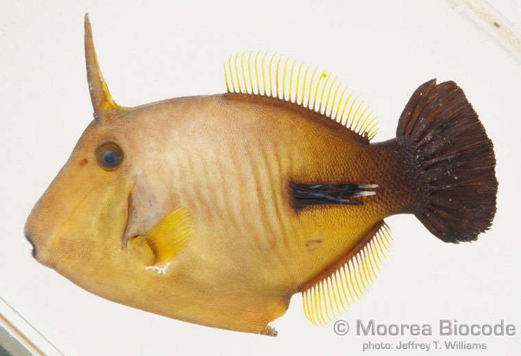 Image of Tetraodontiformes
