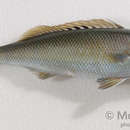Image of Blue-gray snapper