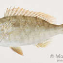 Imagem de Lethrinus olivaceus Valenciennes 1830