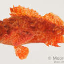 Image of Poss's scorpionfish