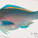 福氏鸚哥魚的圖片