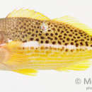 Image of Halfspotted Hawkfish