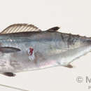 Image of Dogtooth tuna