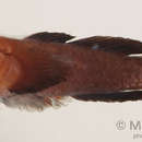 Image of Redhead goby