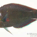 Image of Dusky wrasse