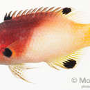 Image of Axil hogfish