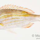 Image of Gold-lined sea bream