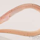 Image of Reptilian snake eel