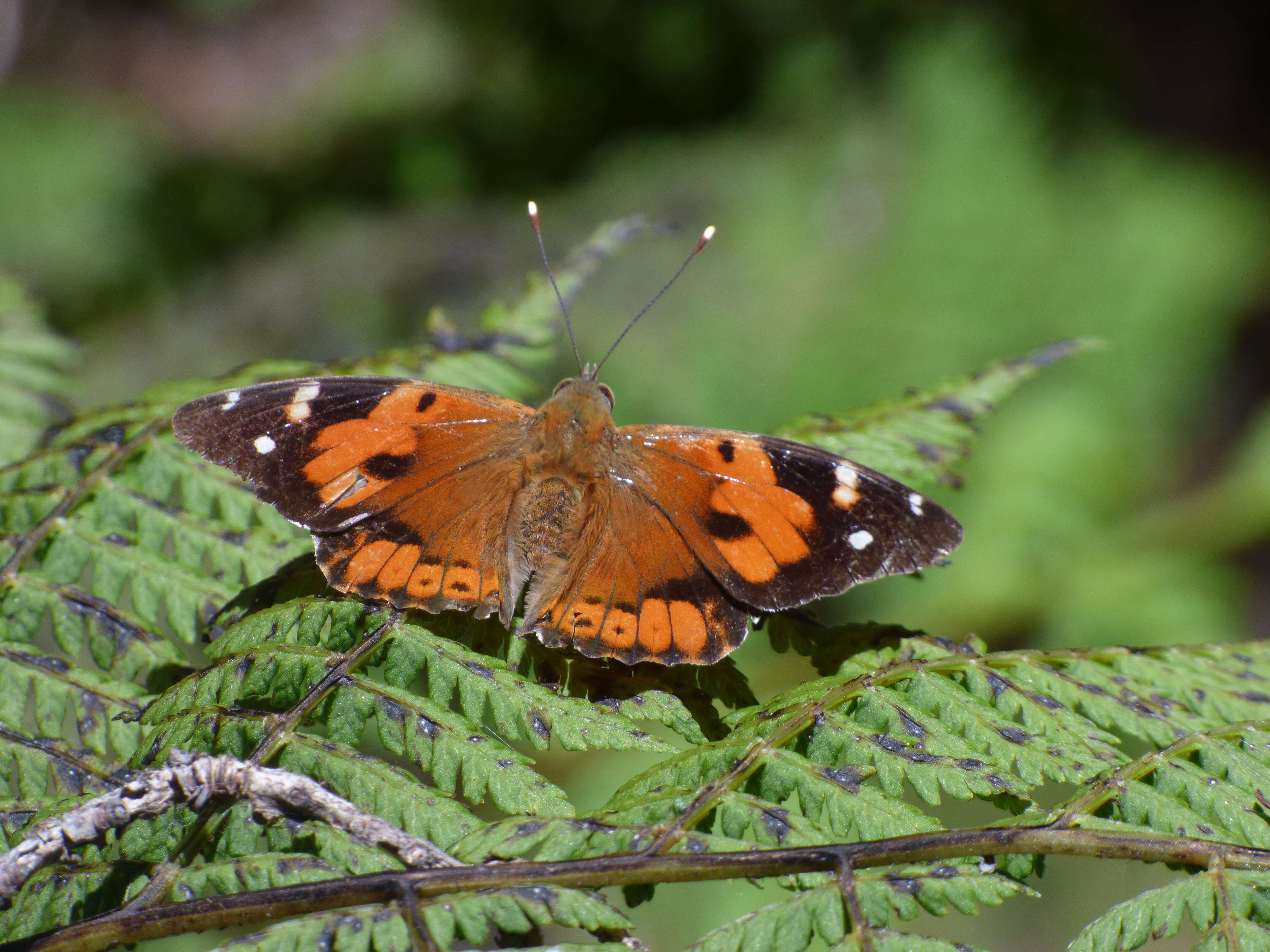 Image of Vanessa tameamea